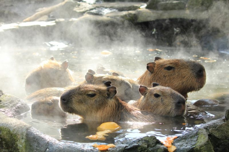 capybara ngâm onsen